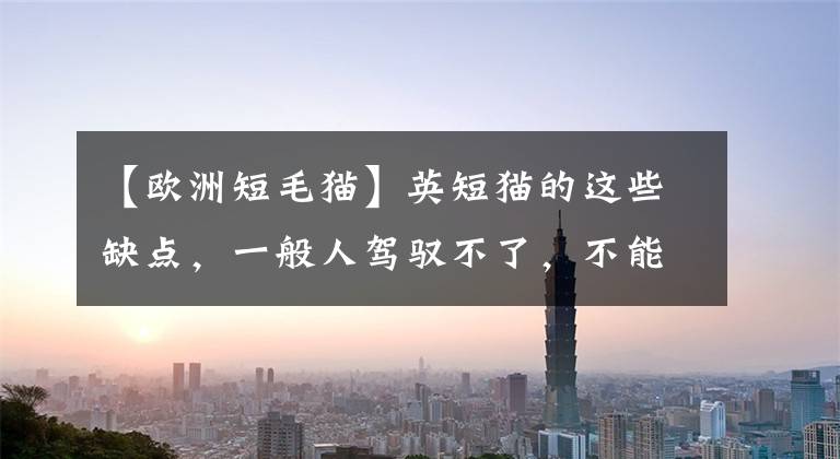 【欧洲短毛猫】英短猫的这些缺点，一般人驾驭不了，不能接受就别养