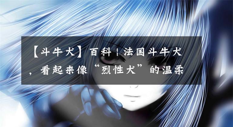 【斗牛犬】百科 | 法国斗牛犬，看起来像“烈性犬”的温柔奶油狗