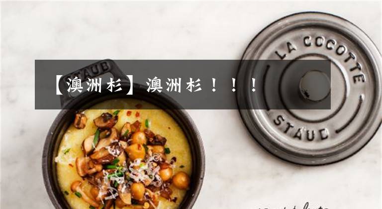 【澳洲杉】澳洲杉！！！