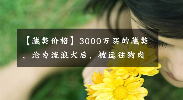 【藏獒价格】3000万买的藏獒，沦为流浪犬后，被运往狗肉店