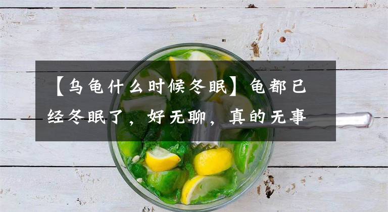 【乌龟什么时候冬眠】龟都已经冬眠了，好无聊，真的无事可干了吗