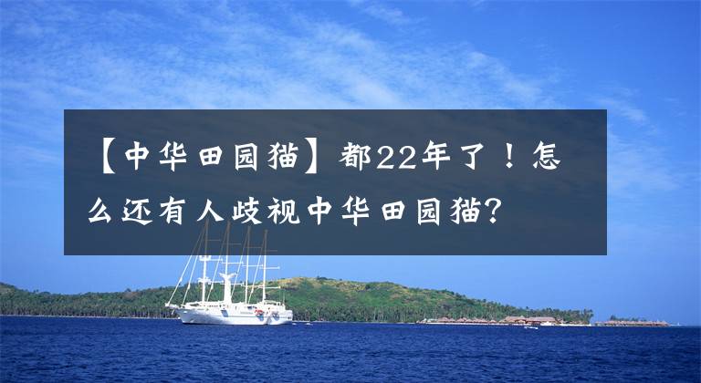 【中华田园猫】都22年了！怎么还有人歧视中华田园猫？