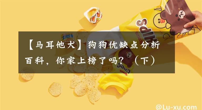 【马耳他犬】狗狗优缺点分析百科，你家上榜了吗？（下）