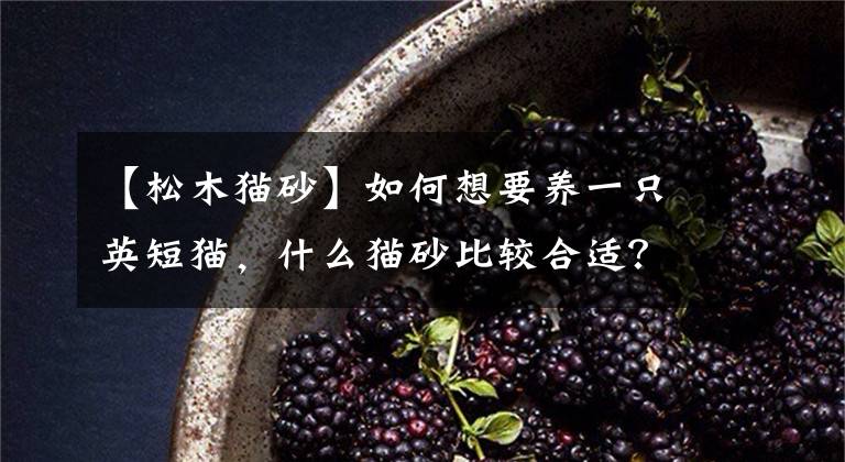 【松木猫砂】如何想要养一只英短猫，什么猫砂比较合适？