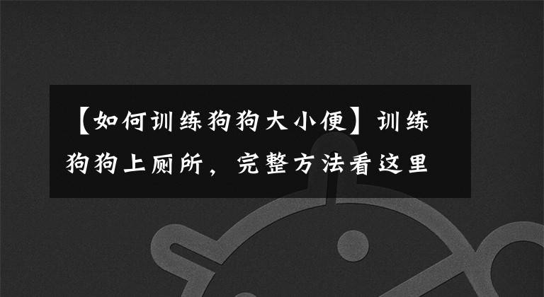 【如何训练狗狗大小便】训练狗狗上厕所，完整方法看这里。狗狗不再乱拉屎！乱拉尿！