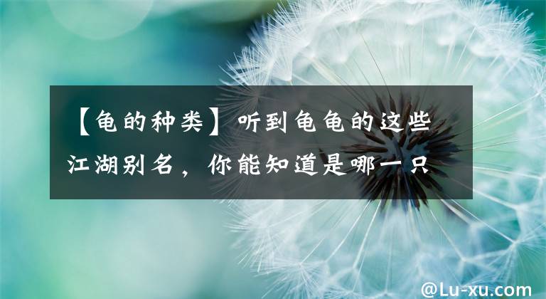 【龟的种类】听到龟龟的这些江湖别名，你能知道是哪一只龟吗？