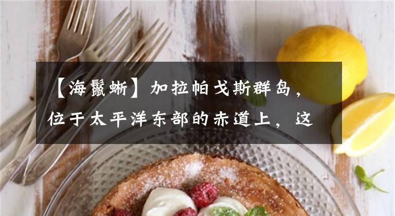 【海鬣蜥】加拉帕戈斯群岛，位于太平洋东部的赤道上，这里的海洋陆地生物异常丰富，达尔文的进化论曾使它闻名于世。 加拉帕戈斯陆龟，是世界上最大的乌龟，具有超过170年的潜在寿命。 海鬣蜥，是加岛独有的生物