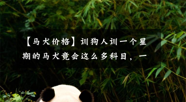 【马犬价格】训狗人训一个星期的马犬竟会这么多科目，一问价格更让人吃惊