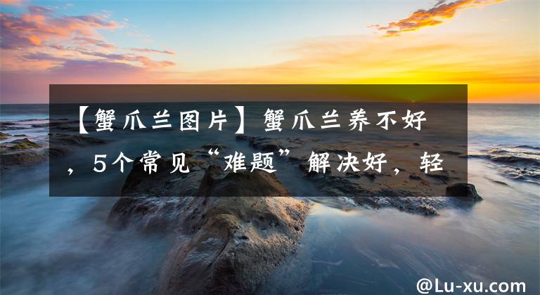 【蟹爪兰图片】蟹爪兰养不好，5个常见“难题”解决好，轻松度夏，多次开花
