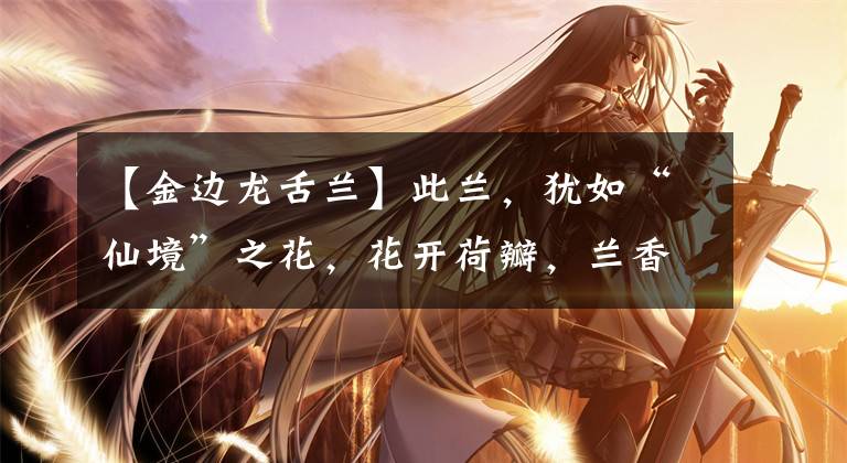 【金边龙舌兰】此兰，犹如“仙境”之花，花开荷瓣，兰香扑鼻，叶带金边，还好养