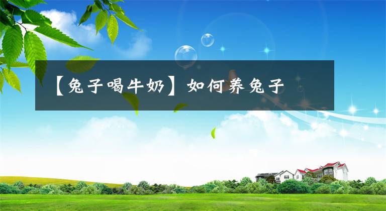 【兔子喝牛奶】如何养兔子