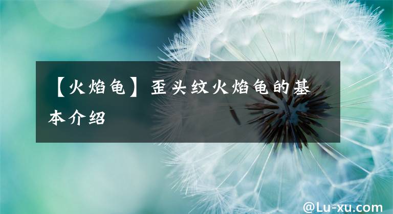 【火焰龟】歪头纹火焰龟的基本介绍