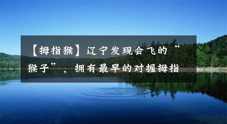 【拇指猴】辽宁发现会飞的“猴子”，拥有最早的对握拇指，常年在树上生活