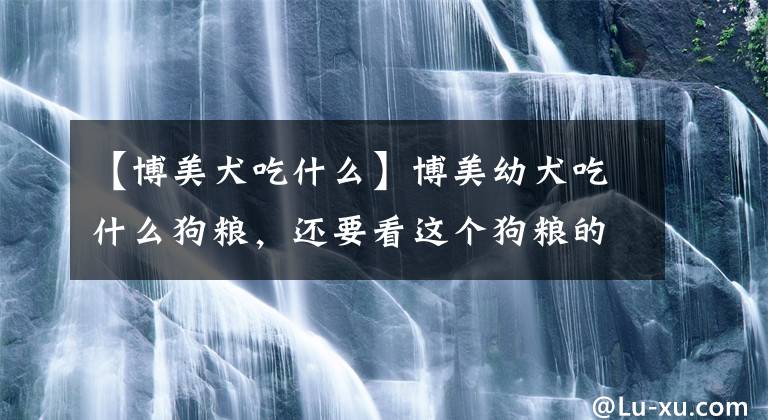 【博美犬吃什么】博美幼犬吃什么狗粮，还要看这个狗粮的含量，重点要看这两方面