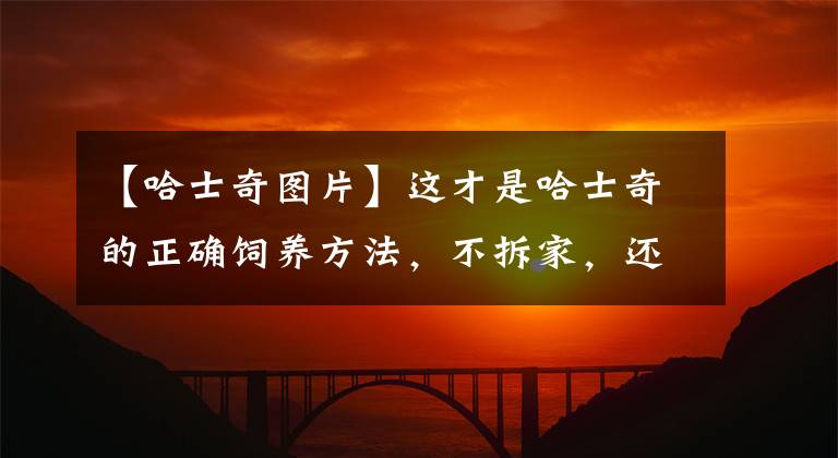 【哈士奇图片】这才是哈士奇的正确饲养方法，不拆家，还会帮主人干活
