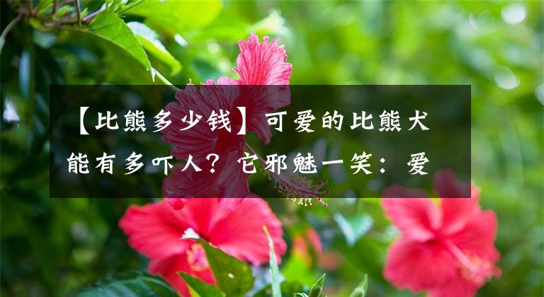 【比熊多少钱】可爱的比熊犬能有多吓人？它邪魅一笑：爱我你怕了吗？