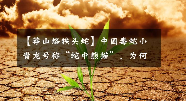 【莽山烙铁头蛇】中国毒蛇小青龙号称“蛇中熊猫”，为何一条价值百万？