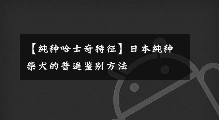 【纯种哈士奇特征】日本纯种柴犬的普遍鉴别方法