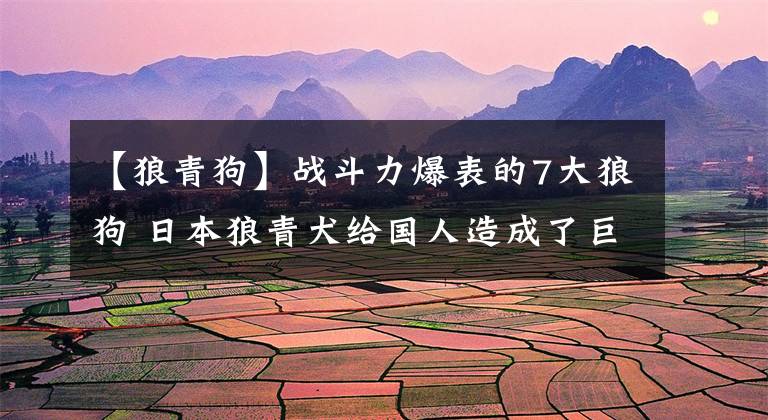 【狼青狗】战斗力爆表的7大狼狗 日本狼青犬给国人造成了巨大伤害