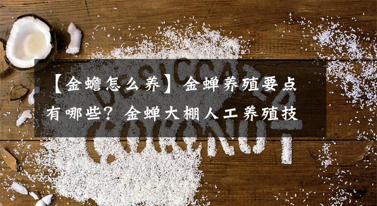 【金蟾怎么养】金蝉养殖要点有哪些？金蝉大棚人工养殖技术