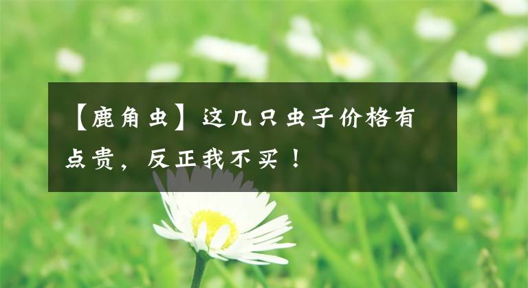 【鹿角虫】这几只虫子价格有点贵，反正我不买！