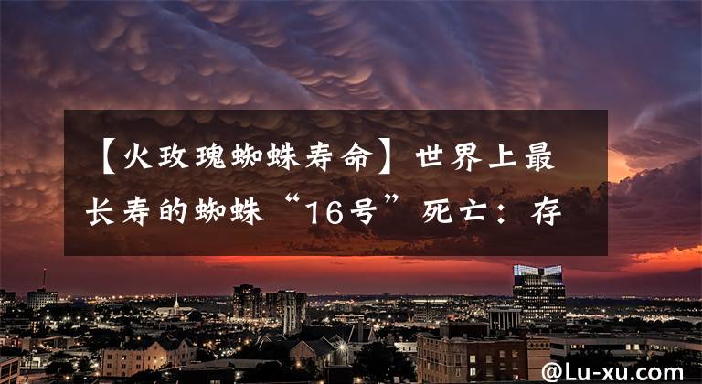 【火玫瑰蜘蛛寿命】世界上最长寿的蜘蛛“16号”死亡：存世43年