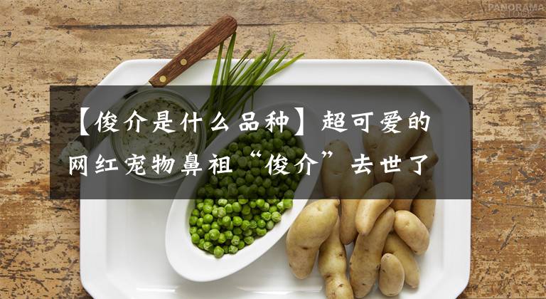 【俊介是什么品种】超可爱的网红宠物鼻祖“俊介”去世了，你还记得它吗？