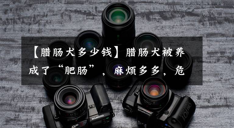 【腊肠犬多少钱】腊肠犬被养成了“肥肠”，麻烦多多，危害多多