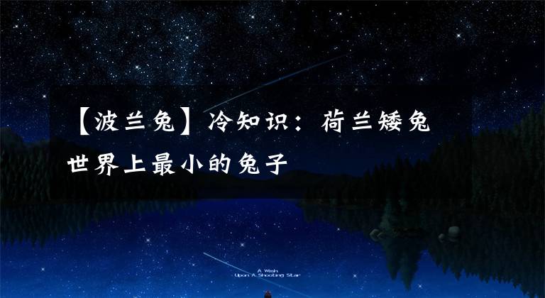 【波兰兔】冷知识：荷兰矮兔世界上最小的兔子
