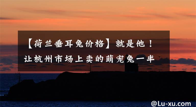 【荷兰垂耳兔价格】就是他！让杭州市场上卖的萌宠兔一半来自松阳！
