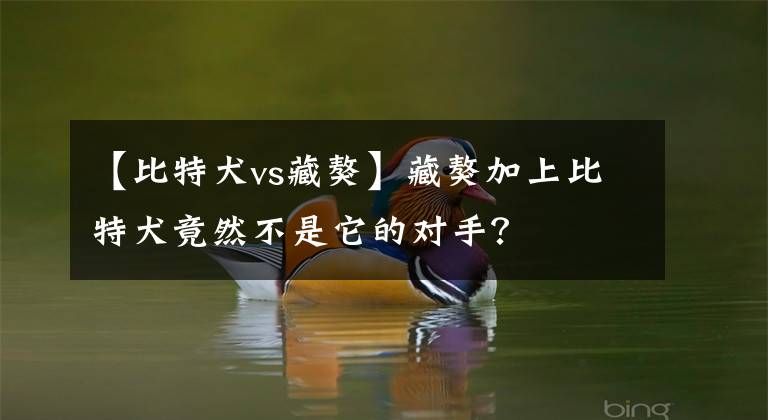 【比特犬vs藏獒】藏獒加上比特犬竟然不是它的对手？