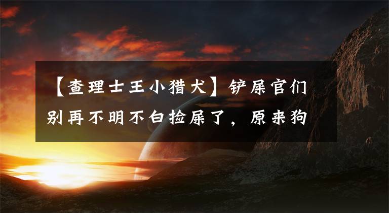【查理士王小猎犬】铲屎官们别再不明不白捡屎了，原来狗狗身上还有这么多小秘密
