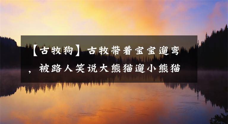 【古牧狗】古牧带着宝宝遛弯，被路人笑说大熊猫遛小熊猫，小古牧萌哭了