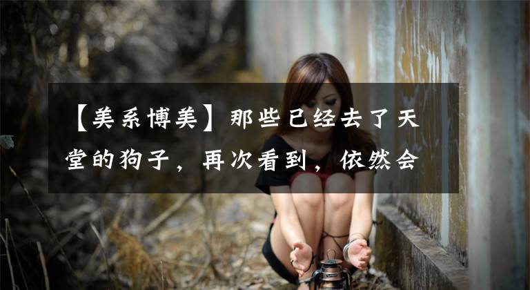【美系博美】那些已经去了天堂的狗子，再次看到，依然会让人治愈