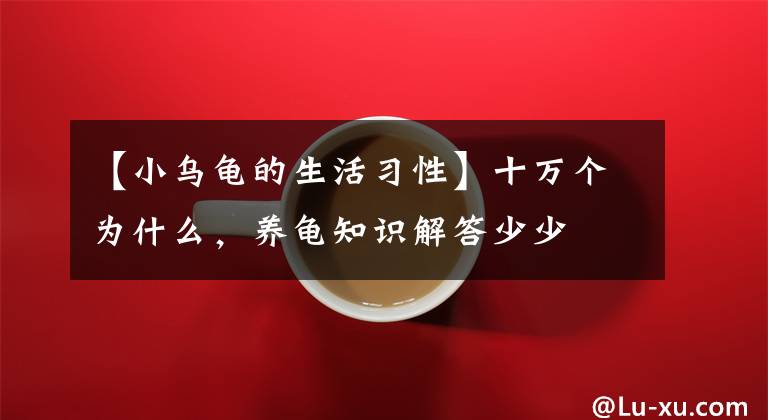 【小乌龟的生活习性】十万个为什么，养龟知识解答少少