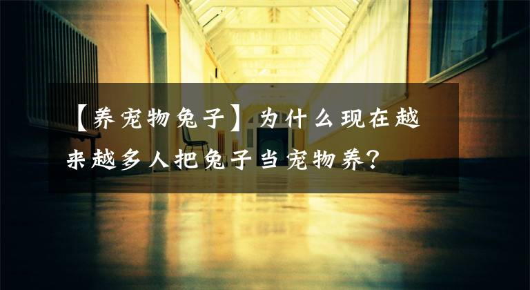 【养宠物兔子】为什么现在越来越多人把兔子当宠物养？