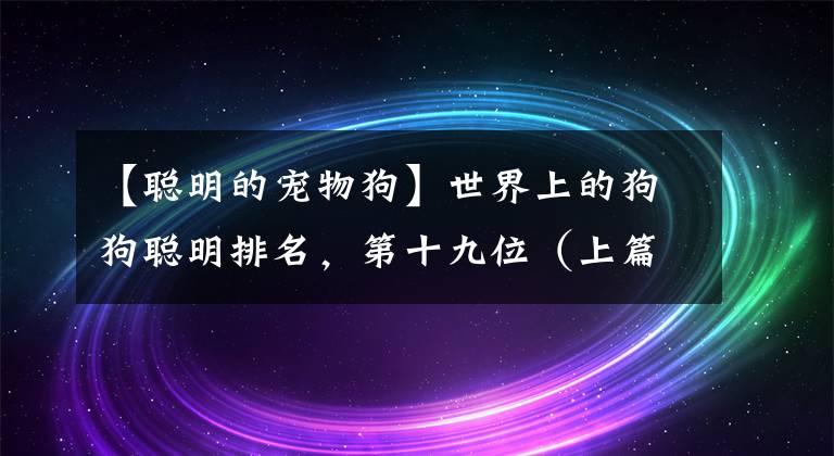 【聪明的宠物狗】世界上的狗狗聪明排名，第十九位（上篇）