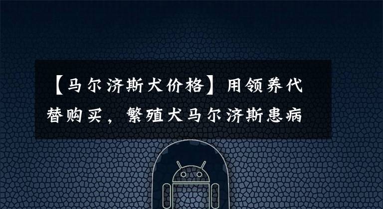 【马尔济斯犬价格】用领养代替购买，繁殖犬马尔济斯患病被抛弃 ，一生都在经历炼狱