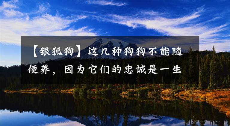 【银狐狗】这几种狗狗不能随便养，因为它们的忠诚是一生的