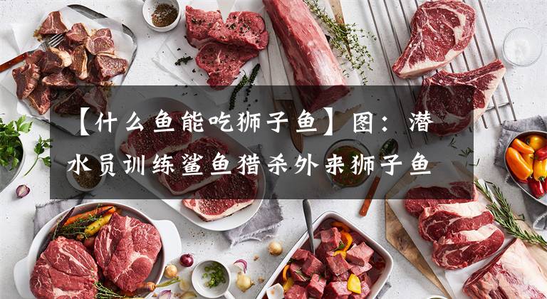 【什么鱼能吃狮子鱼】图：潜水员训练鲨鱼猎杀外来狮子鱼的精彩瞬间
