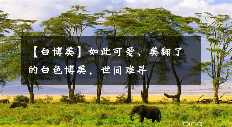 【白博美】如此可爱、美翻了的白色博美，世间难寻