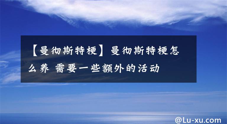 【曼彻斯特梗】曼彻斯特梗怎么养 需要一些额外的活动