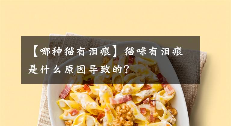 【哪种猫有泪痕】猫咪有泪痕是什么原因导致的？
