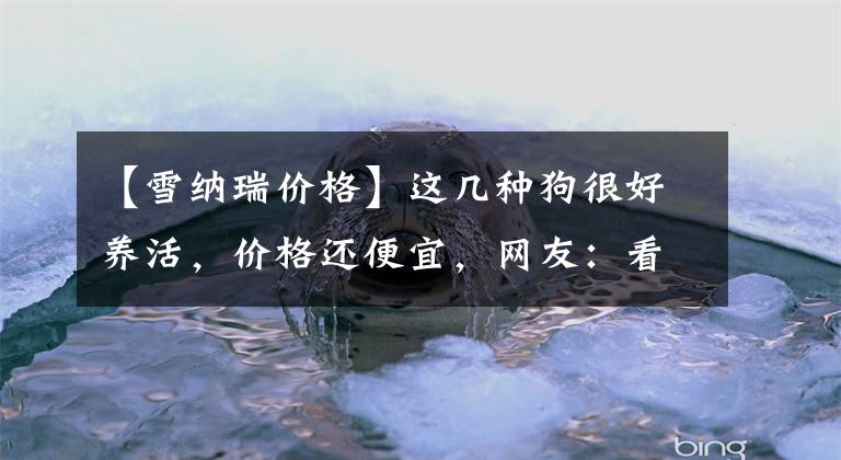 【雪纳瑞价格】这几种狗很好养活，价格还便宜，网友：看完心动了