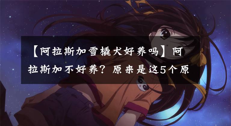 【阿拉斯加雪橇犬好养吗】阿拉斯加不好养？原来是这5个原因，很致命