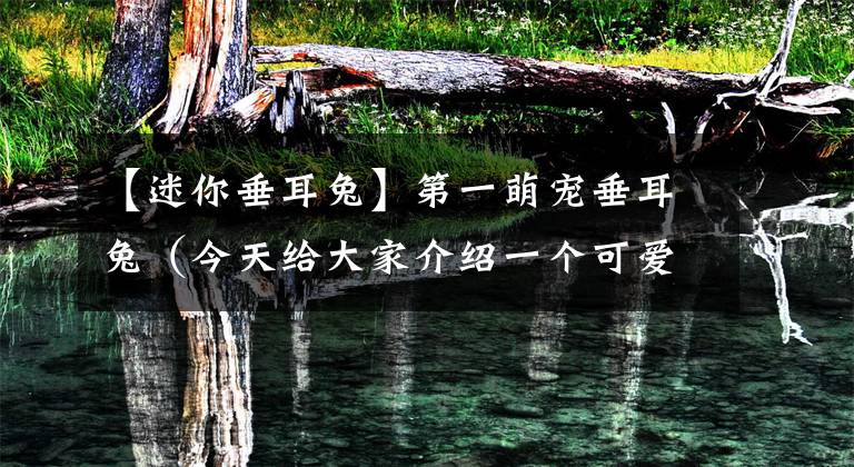 【迷你垂耳兔】第一萌宠垂耳兔（今天给大家介绍一个可爱的小精灵）