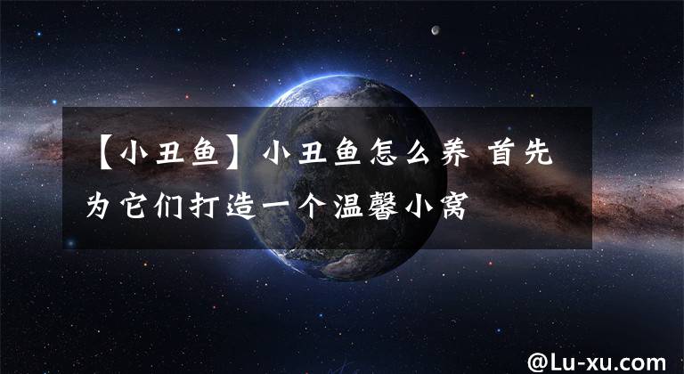 【小丑鱼】小丑鱼怎么养 首先为它们打造一个温馨小窝