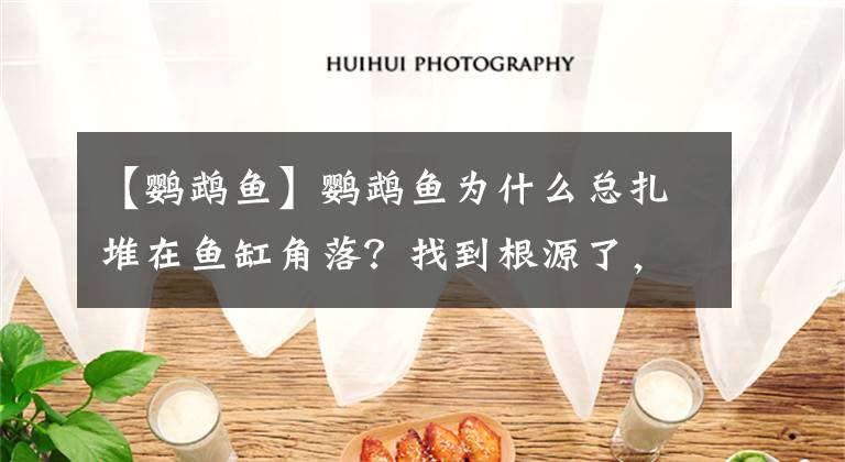 【鹦鹉鱼】鹦鹉鱼为什么总扎堆在鱼缸角落？找到根源了，观赏鱼物种特性问题