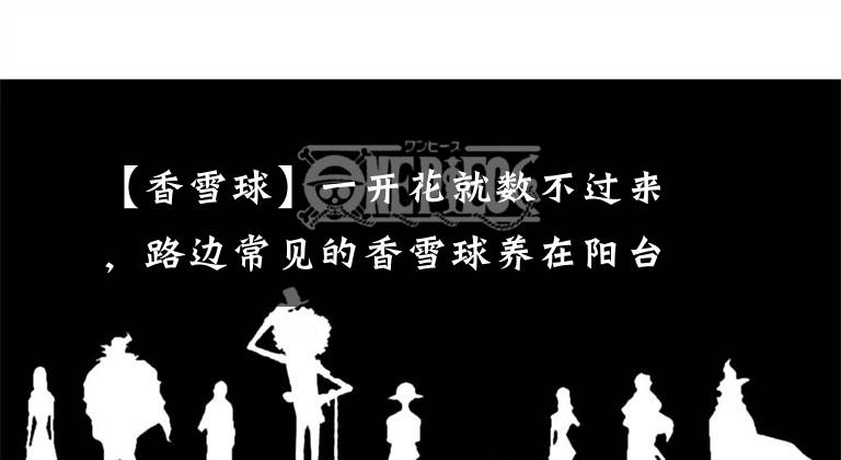 【香雪球】一开花就数不过来，路边常见的香雪球养在阳台是个什么样