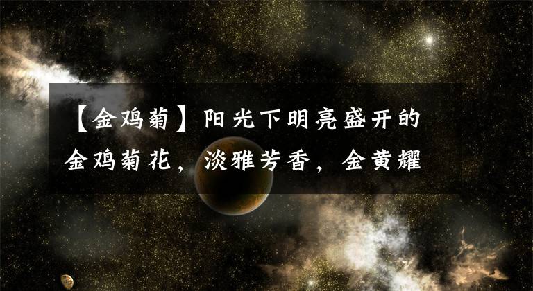 【金鸡菊】阳光下明亮盛开的金鸡菊花，淡雅芳香，金黄耀眼的花朵格外美丽